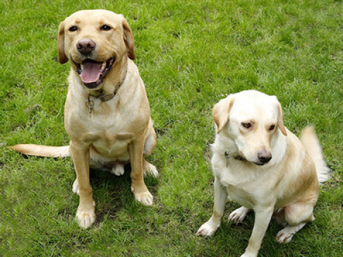 Double room in horse racing village  - Gallery -  5