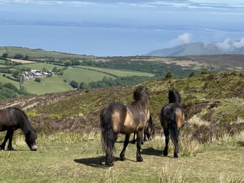 On the moor
