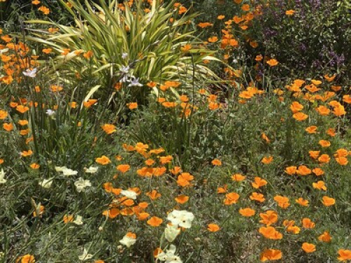 Large home in sunny San diego