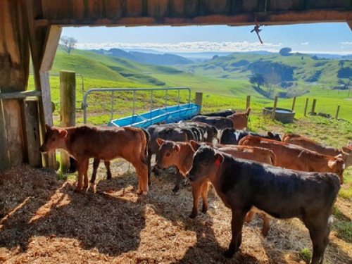 Feather Hills Farmstay