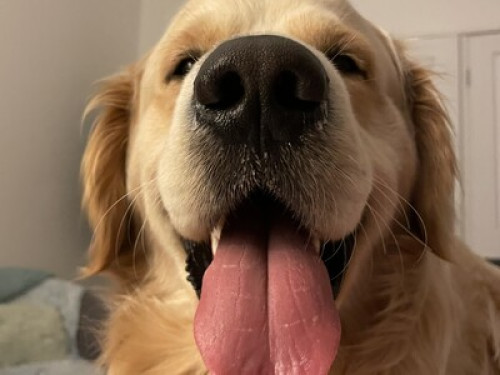 King single bedroom, friendly dog - Gallery - 9
