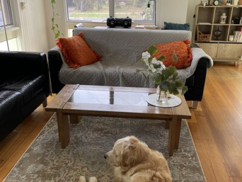 King single bedroom, friendly dog