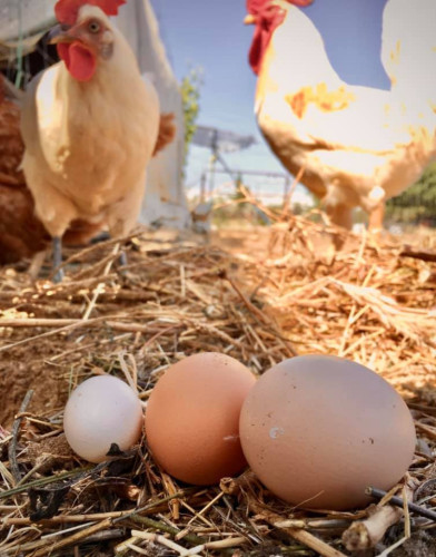 Biodynamic Ecovillage near Doñana National Park