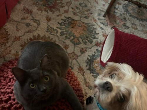 Brock or Niagara College