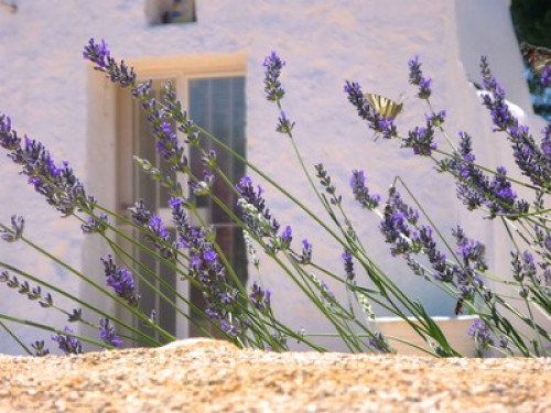 Priscilla Lamia Ostuni - Gallery - 33