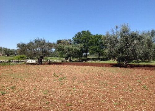 Trullo in Valle d'Itria - Gallery - 8