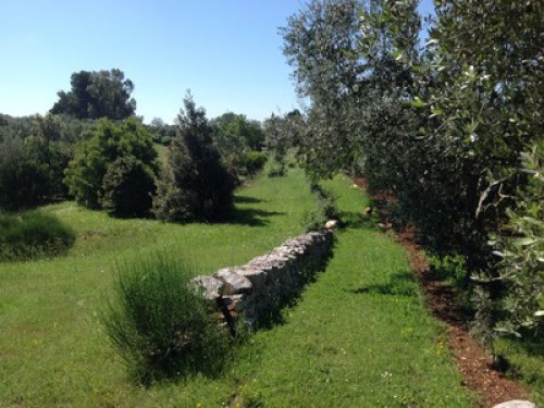 Trullo in Valle d'Itria - Gallery - 7