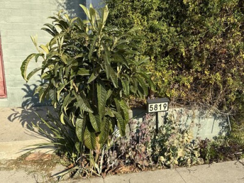 Live in the Heart of LA - Gallery - 35