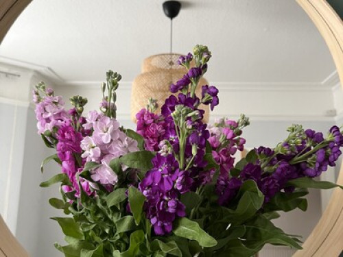welcoming-homestay-awaits-cardiff-41706240220241112044624AM