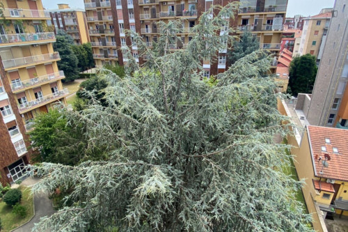 Large and welcoming 3-bedroom apartment in Lodi-Brenta