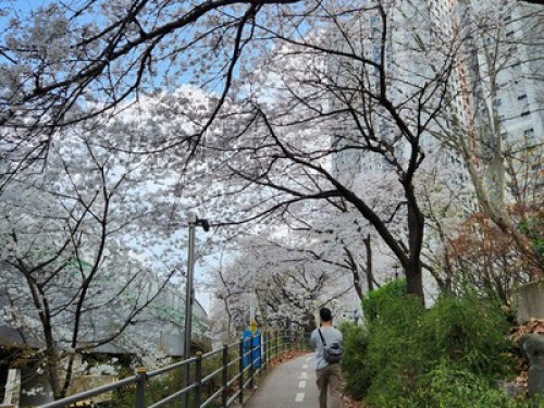 서울대, 한국 요리, 한국 문화 체험, 조용하고 깨끗한 집 - Gallery - 12