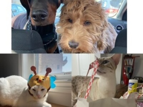 A loving home with lots of pets  - Gallery -  5