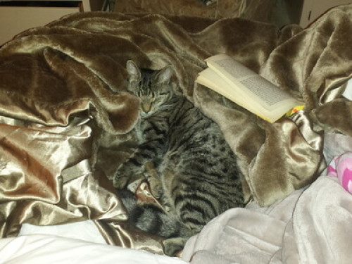 foodie, vegetarian host with cafe