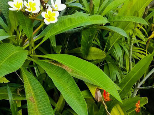 Canang Sari Homestay - Gallery - 25