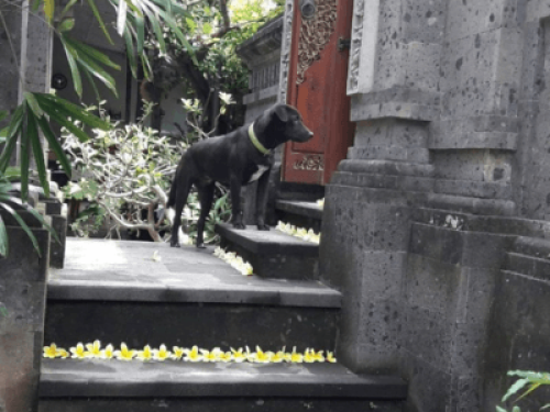Canang Sari Homestay