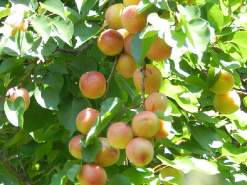 Organic garden with courmet foods  - Gallery - 7