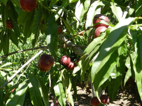 Organic garden with courmet foods  - Gallery - 6