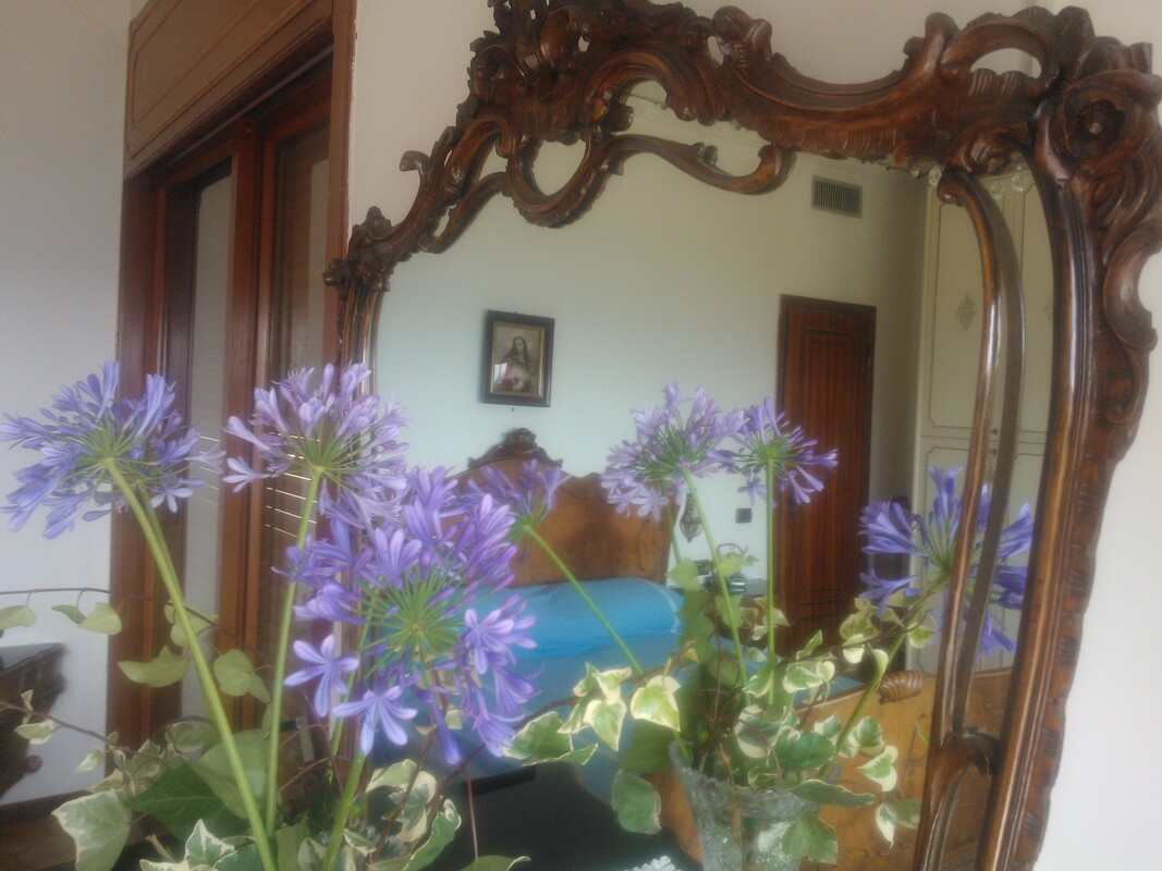  Agapanthus(Single Bed)  -  Holiday in Messina   - Gallery -  1