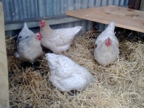 Kiwi Homestay