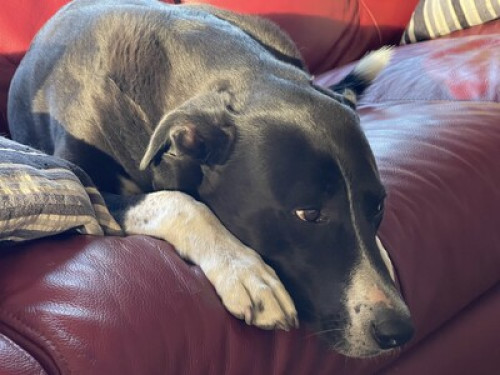 Kaiapoi Village House