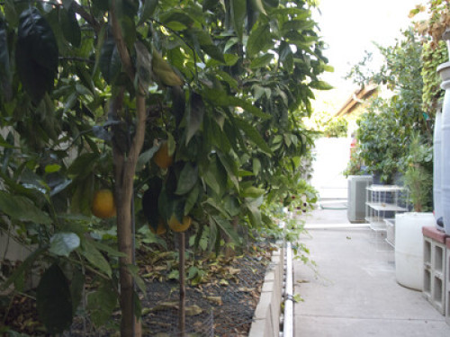Garden Oasis near Qualcom,UCSD area - Gallery - 23