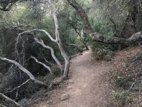 Garden Oasis near Qualcom,UCSD area - Gallery - 39