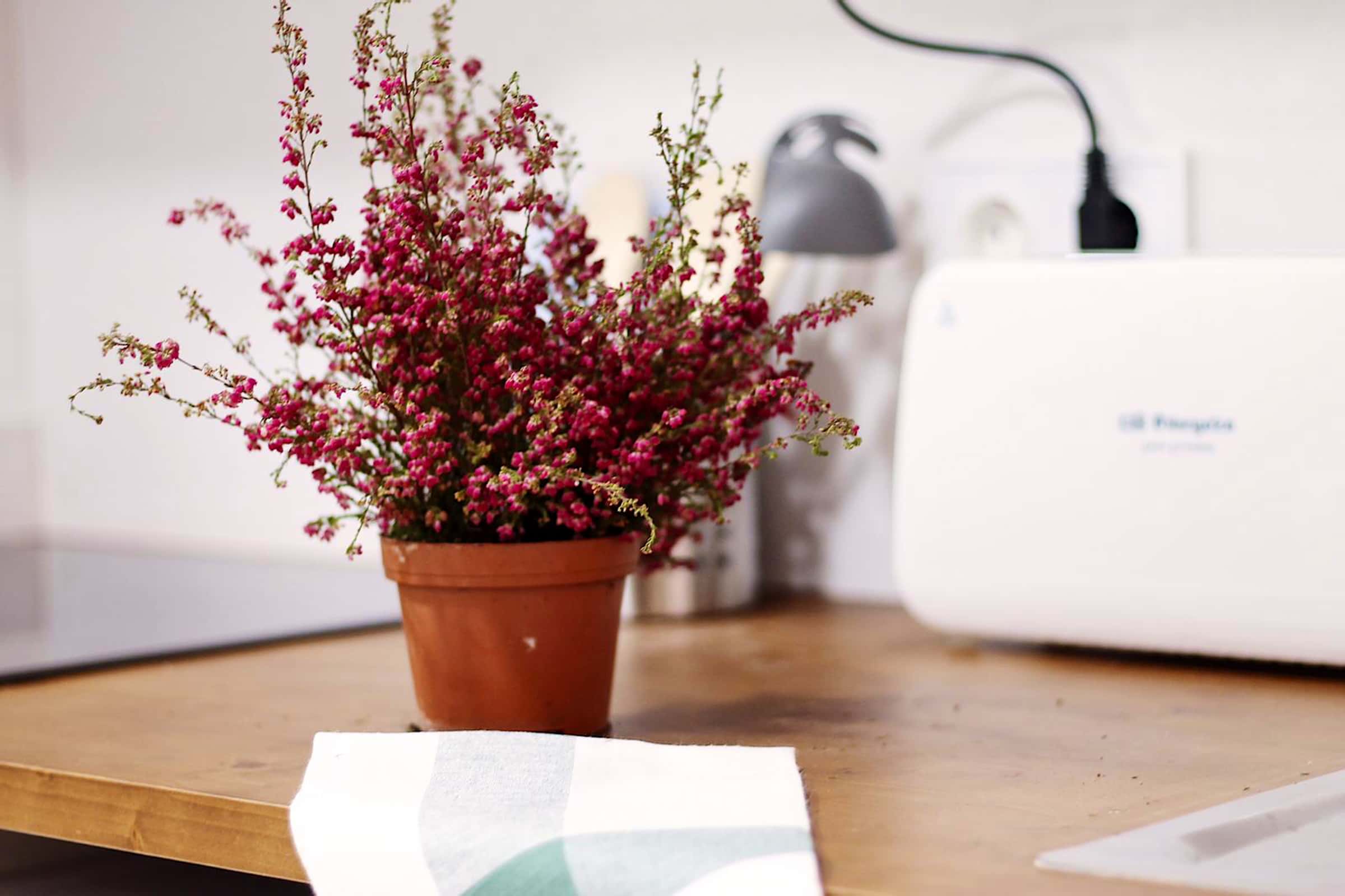  Carrer Del Poeta Cabanyes  -  Carrer del Poeta Cabanyes  - Gallery -  2