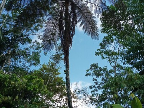 Alto Mayo Food Forest - Gallery - 7