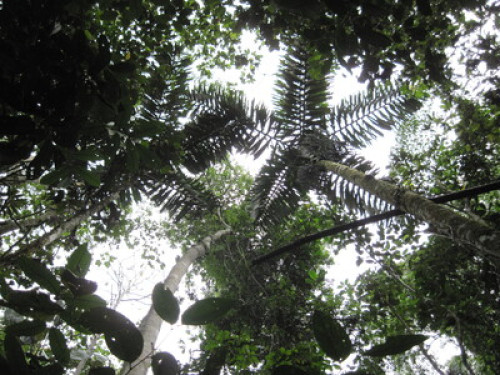 Alto Mayo Food Forest - Gallery - 12