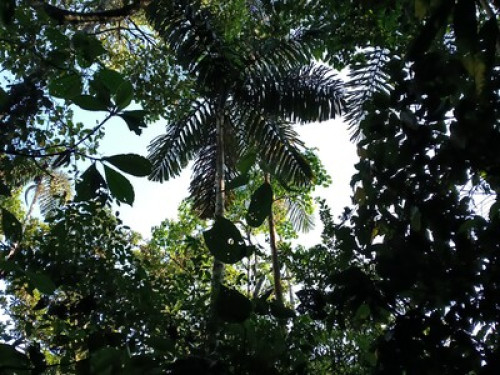 Alto Mayo Food Forest - Gallery - 8