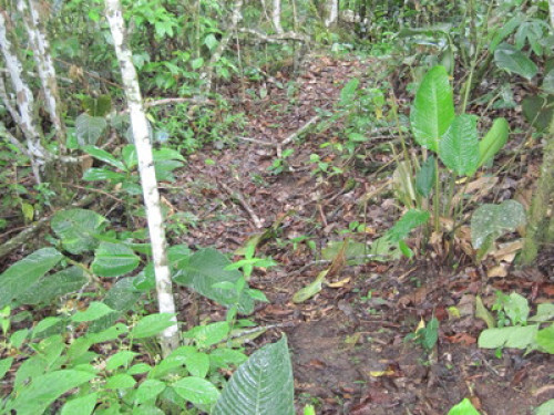 Alto Mayo Food Forest - Gallery - 16