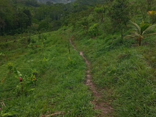 Alto Mayo Food Forest  - Gallery -  5