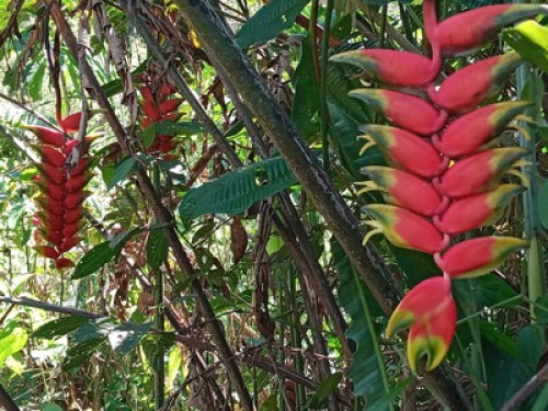 Alto Mayo Food Forest