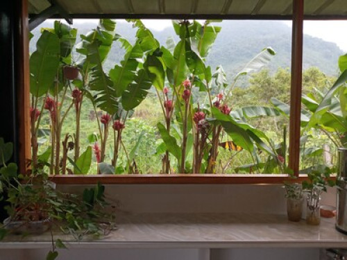 Alto Mayo Food Forest - Gallery - 15