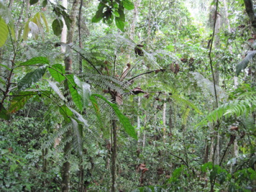 Alto Mayo Food Forest - Gallery - 14