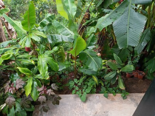 Alto Mayo Food Forest