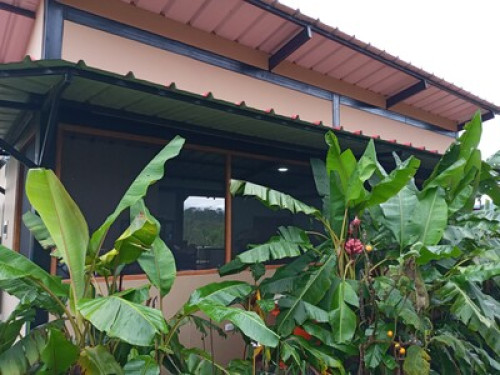 Alto Mayo Food Forest - Gallery - 19