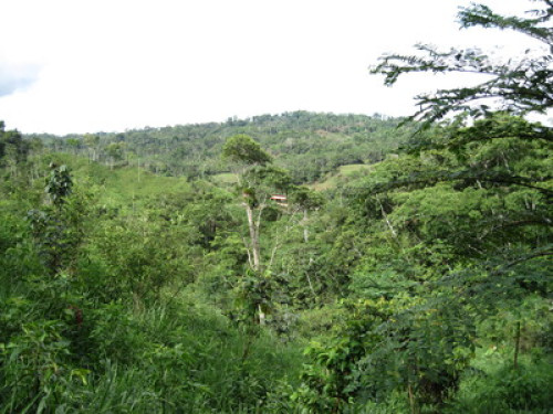 Alto Mayo Food Forest - Gallery - 20