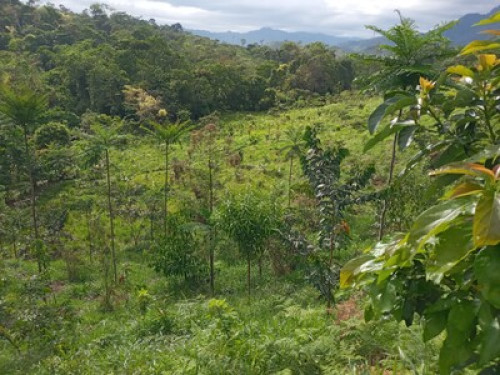 Alto Mayo Food Forest