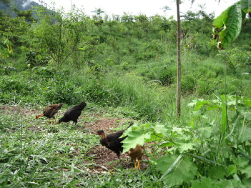 Alto Mayo Food Forest - Gallery - 13