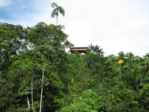 Alto Mayo Food Forest - Gallery - 22