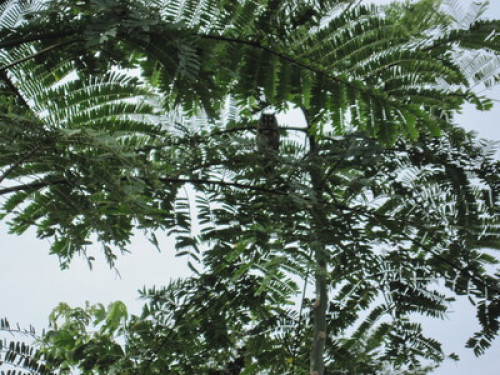 Alto Mayo Food Forest - Gallery - 17