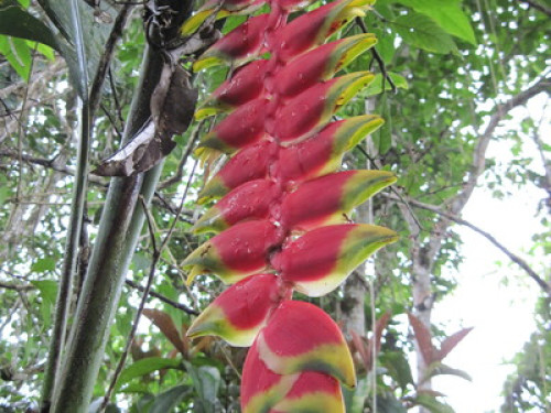 Alto Mayo Food Forest - Gallery - 11