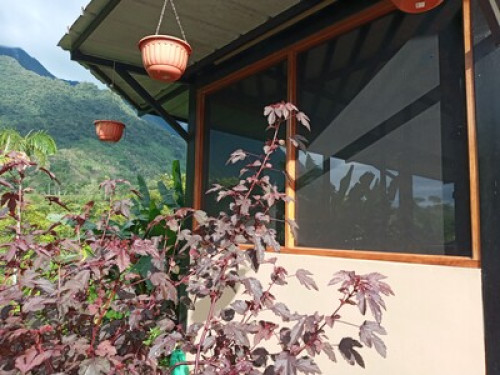 Alto Mayo Food Forest - Gallery - 26