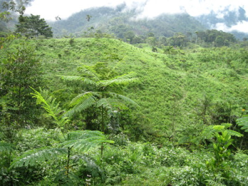 Alto Mayo Food Forest - Gallery - 9