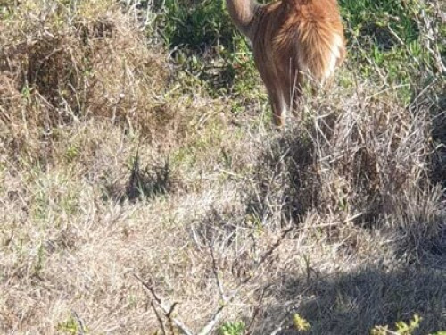 Mpumi’s ocean nest