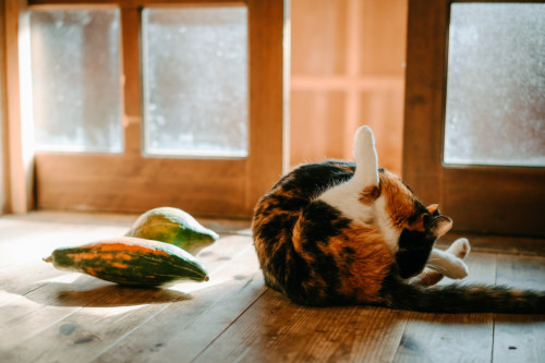 Eco-Village Coliving: Community Living in Rural Japan