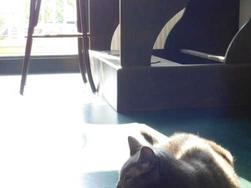 The cat & the kettle