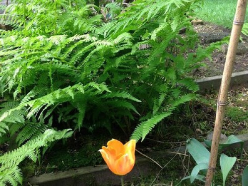 House w/  Japanese/vegetable garden - Gallery - 18
