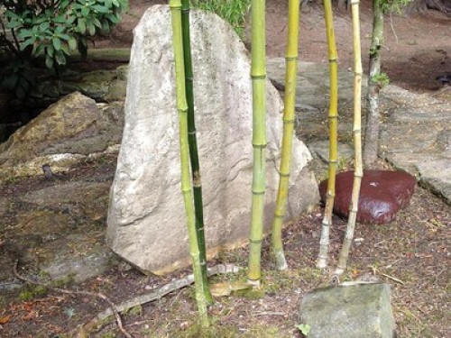 House w/  Japanese/vegetable garden - Gallery - 17